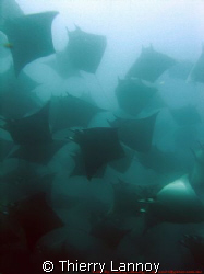 school of mobula rays...cabo pulmo, Baja California
 by Thierry Lannoy 
